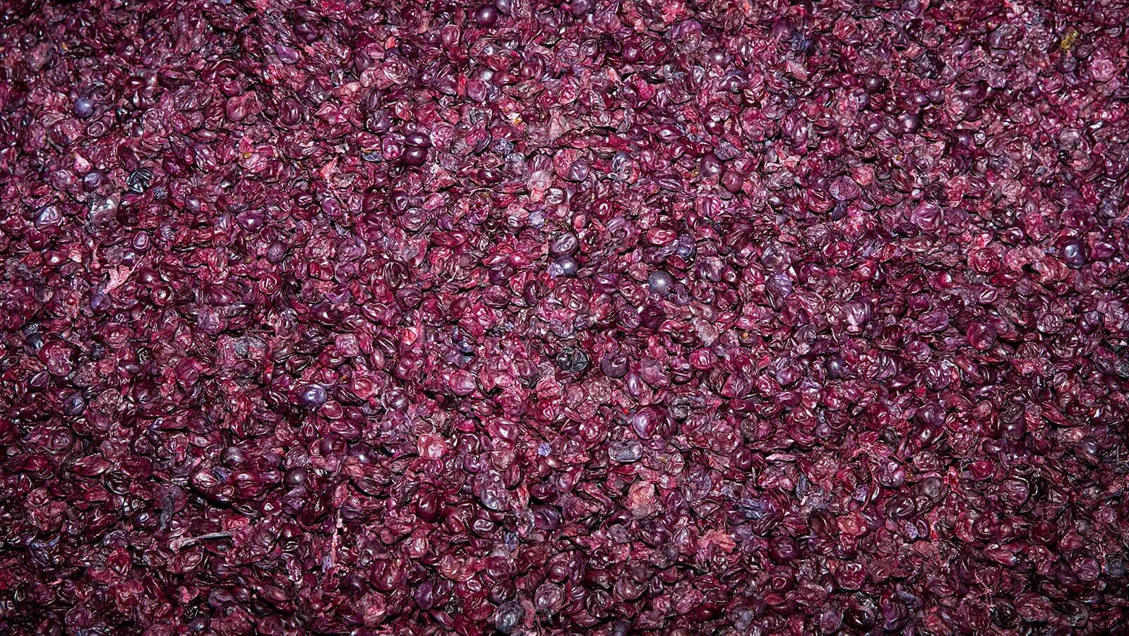 Close-up of grape skin texture